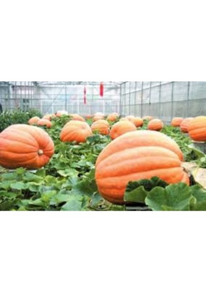 10 Adet Tohum Organik Hobi Bahçe Sarı Bal Kabağı Tohumu Taze Kabak Kışlık