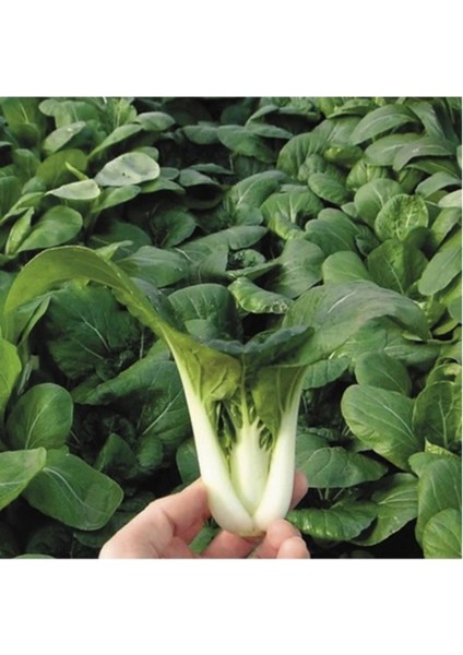 50 Adet Tohum Nadir Bulunan İthal Bebek Çin Lahanası Tohumu Sürpriz Hediye Tohumlu fiyatları