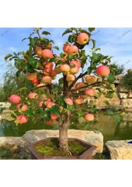 10 Adet Tohum Bodur Bonsai Elma Ağacı Bonzai Tohumu Sürpriz Hediye Bonsai Ağacı Tohumu