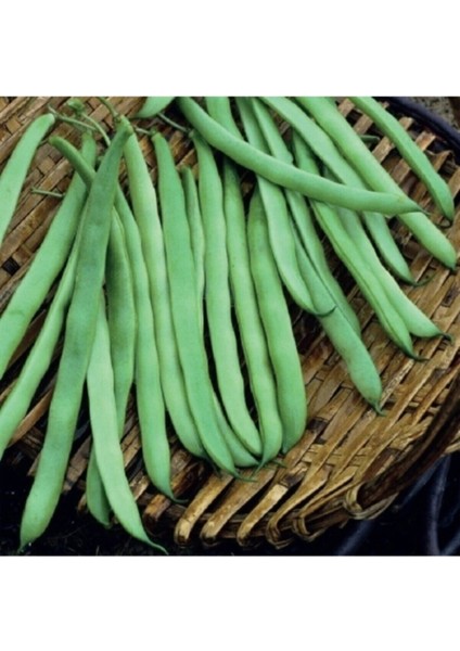 200 Adet Tohum Köy Eymen Oturak Erkenci Fasulye Tohumu Saksı Toprak Hediyemizdir