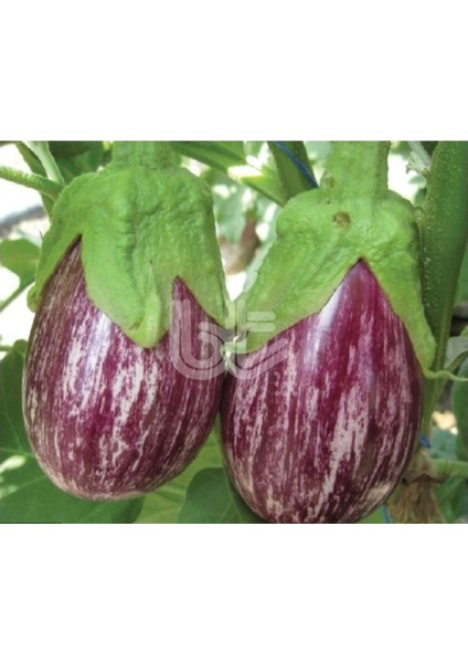 50 Adet Tohum Organik Çizgili Yalova Dolmalık Patlıcan Tohumu Taze Hasat Tohum Hediye Tohum fiyatları