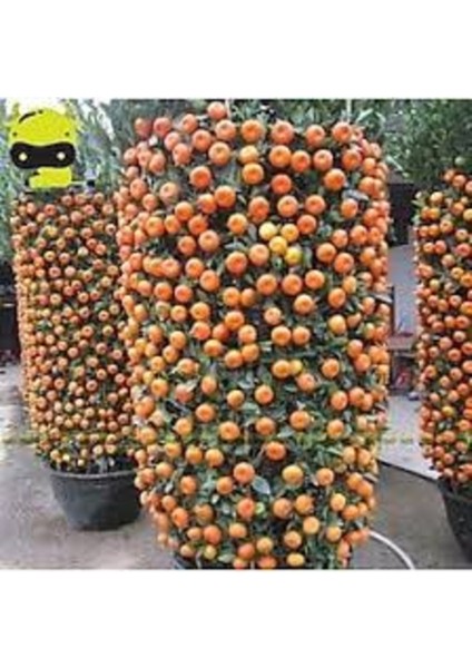 20 Adet Tohum Organik Hobi Bahçe Balkon Mandalina Bonsai Ağaç Tohum