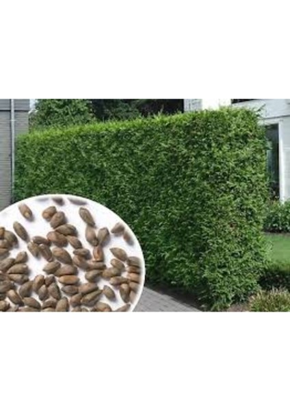 200 Adet Tohum Nadir Bulunan Kurtbağrı Kurt Bağrı Çit Tohumu Hediye Tohumludur