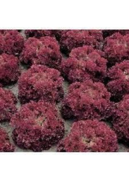 200 Adet Tohum Marul Tohumu Kıvırcık Lolorosso Sürpriz Hediye Tohumlu