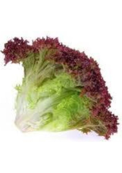 200 Adet Tohum Marul Tohumu Kıvırcık Lolorosso Sürpriz Hediye Tohumlu fiyatları