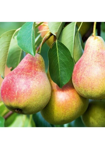 10 Adet Tohum Gürp Düşen Kurt Düşen Armudu Tohum Malatya Bal Almut Tohumu