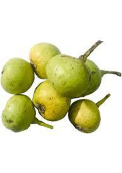 5 Adet Tohum Taze Organik Doğal Dağ Armut Tohumu Dağ Armudu Yabani Armut Tohumu Saksı Toprak