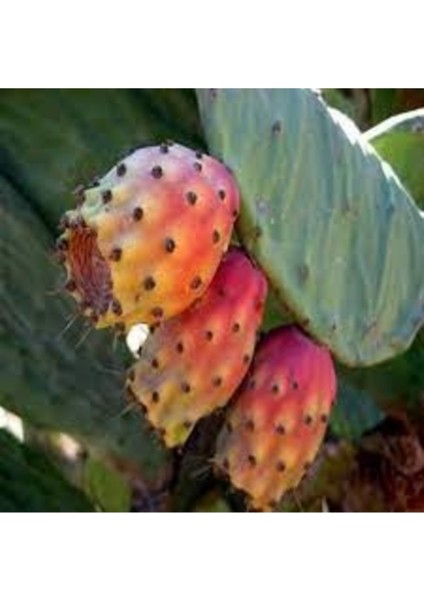 15 Adet Tohum Kırmızı Dikenli Incir Tohumu Kaliteli Taze Organik Tohum Saksı Toprak Hediye