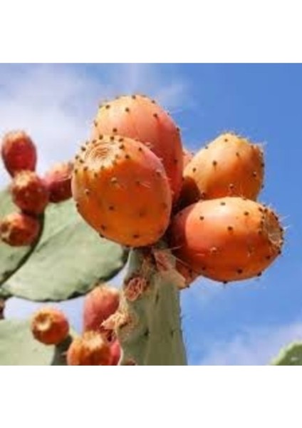 15 Adet Tohum Kırmızı Dikenli Incir Tohumu Kaliteli Taze Organik Tohum Saksı Toprak Hediye fiyatları