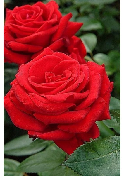 10 Adet Tohum Organik Aşısız Kırmızı Bahçe Gülü Tohumu Saksı Topraklı