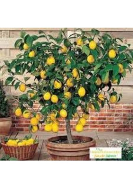 15 Adet Tohum Organik Bonsai Sarı Mersin Limon Ağaç Tohumu Saksı Topraklı