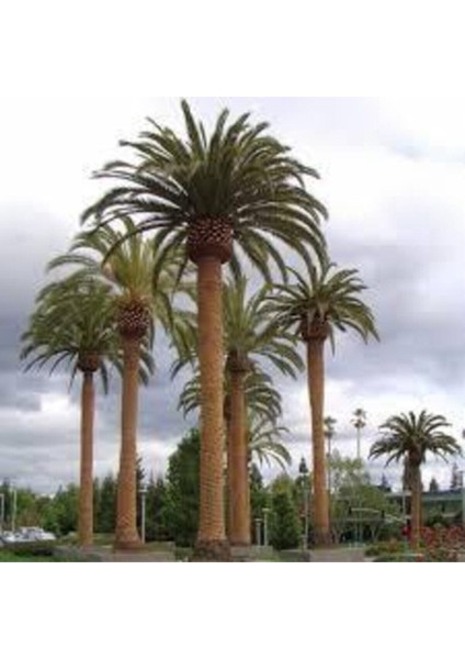 3 Adet Tohum Nadir Dev Palmiye Ağacı Tohumu En Yüksek Palmiye Tühumu Sürpriz Hediye Tohumu