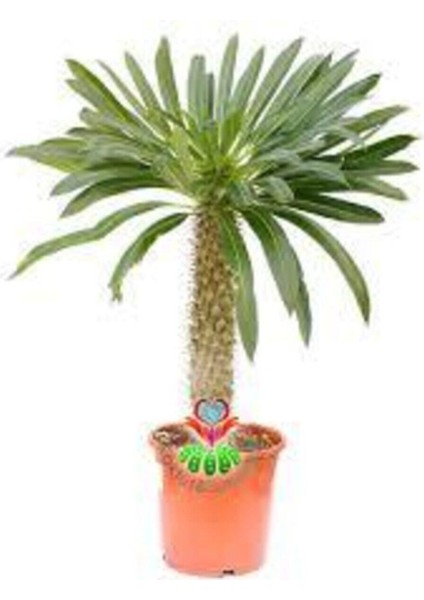 3 Adet Tohum Nadir Dev Palmiye Ağacı Tohumu En Yüksek Palmiye Tühumu Sürpriz Hediye Tohumu fiyatları