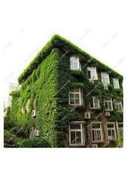 50 Adet Tohum Çok Nadir Bulunan Kırmızı Amerikan Sarmaşık Tohumu