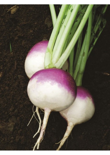 50 Adet Tohum Organik Beyaz Içi Kırmızı Şalgam Turp Tohumu Taze Taze Turp Şalgam