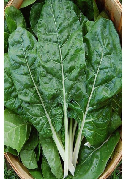 100 Adet Tohum Yeşillik Pazı Tohumu Organik Yerli Köy Pazı Tohumu Hediye Tohumlu