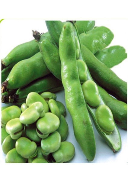 100 Adet Tohum Eko Paket Yerli Sakız Bakla Tohumu Adet Tohum Organik Köy Tohum Sürpriz Hediye Tohum