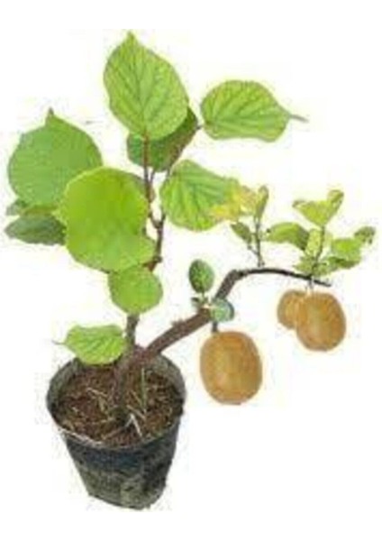 5 Adet Tohum Bodur Kivi Bonsai Ağacı Tohumu Sürpriz Hediye Bonsai Ağacı Tohumlu