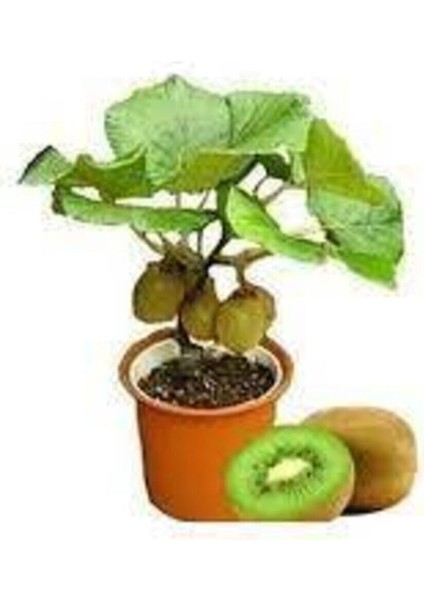 5 Adet Tohum Bodur Kivi Bonsai Ağacı Tohumu Sürpriz Hediye Bonsai Ağacı Tohumlu fiyatları