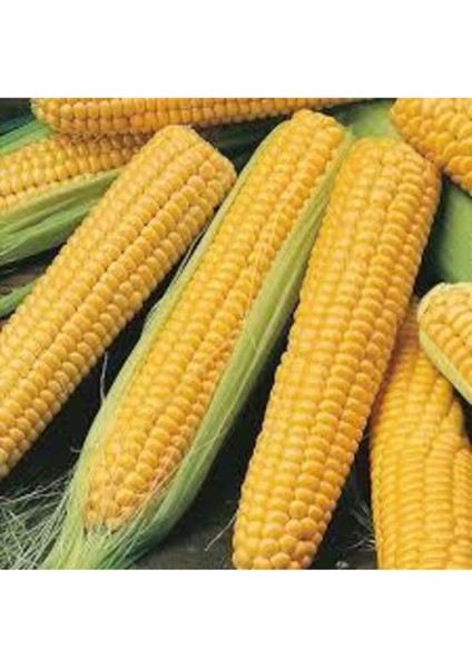 100 Adet Tohum Eko Paket Süt Mısırsüt Mısır Tohumu Darı Tohumu Mısır Tohumu Hediye Tohumlu