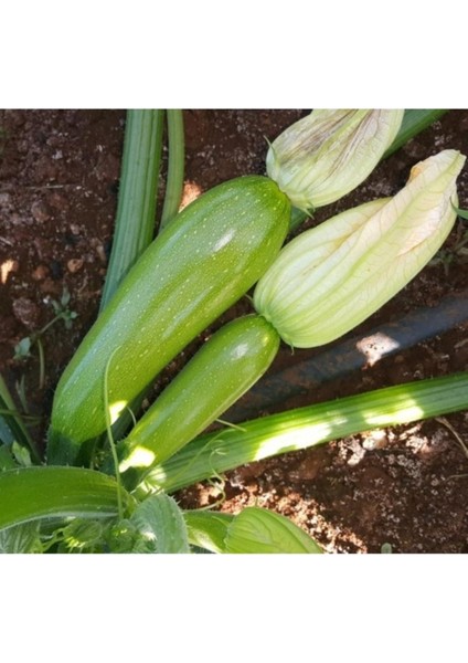 20 Adet Tohum Organik Bahçe Beyaz Dolmalık Kurutmalık Köy Kabak Hediye Tohum