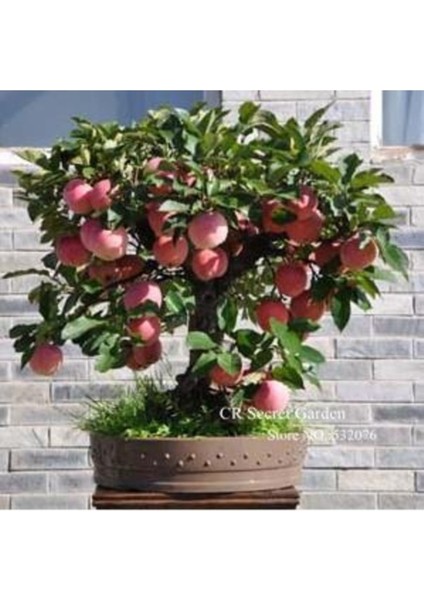 10 Adet Tohum Organik Hobi Bahçe Elma Bonsai Ağaç Tohumu Saksı Topraklı