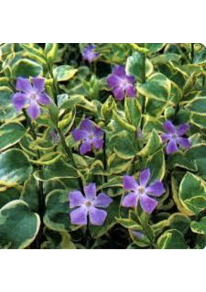 20 Adet Tohum Nadir Cezayir Menekşesi Tohumu Saksı Toprak Hediyeli