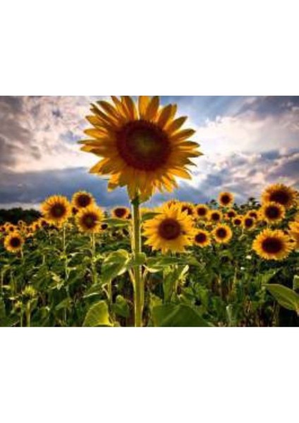 100 Adet Tohum Sarı Ayçekirdeği Tohumu Ay Çekirdek Tohum Hediye Tohumlu