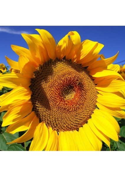 100 Adet Tohum Sarı Ayçekirdeği Tohumu Ay Çekirdek Tohum Hediye Tohumlu fiyatları
