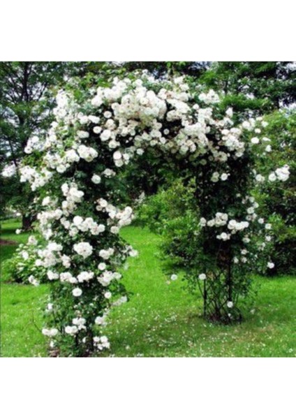 10 Adet Tohum Nadir Beyaz Sarmaşık Gül Tohumu Bahçe Gülü Organik Kaliteli Saksı Toprak Sürpriz Hedi