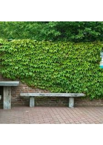 25 Adet Tohum Nadir Yeşil Amerikan Sarmaşık Tohumu Villa Ev Sarmaşık Tohum Hediye Tohumludur