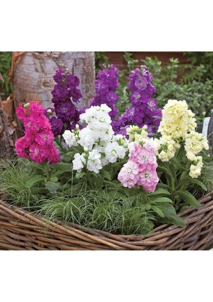 50 Adet Tohum Taze Hasat Organik Karışık Şebboy Mezarlık Çiçeği Tohumu Hediye Tohum