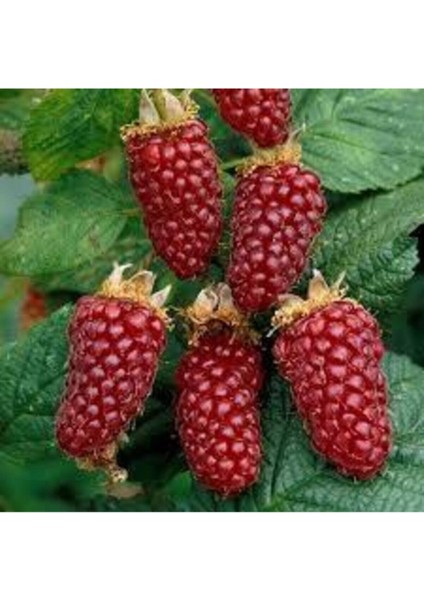 10 Adet Tohum Kırmızı Böğürtlen Ahududu Tohumu Saksı Toprak Hediyemizdir Sürpriz Hediye Tohumlu