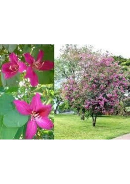 50 Adet Tohum Nadir Bulunan Orkide Ağacı Tohumu Kaliteli Hasat Tohum Hediye Tohumlu