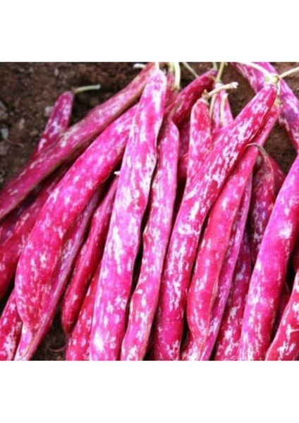 50 Adet Tohum Nadir Yeşil Dolmalık Köy Kabağı Tohumu Yeni Mahsul Hasat Tohum Hediye Tohum