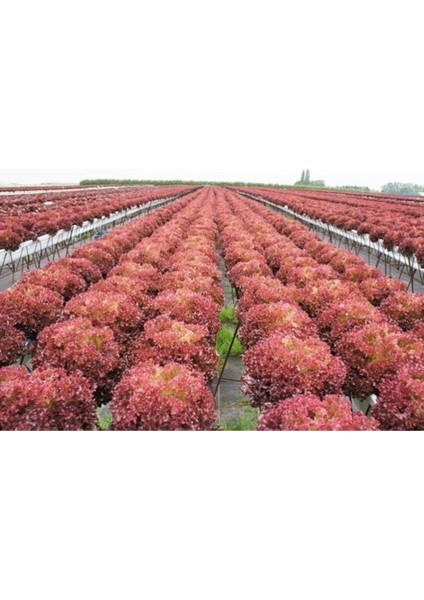 50 Adet Tohum Nadir Bulunan Turuncu Kıvırcık Maydanoz Maydonoz Tohumu Hediye Tohumlu