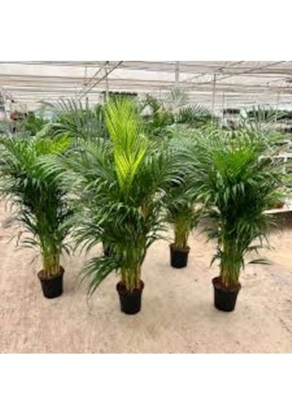 10 Adet Tohum Nadir Salon Palmiyesi Palmiye Tohumu Taze Tohum Hediye Tohumlu