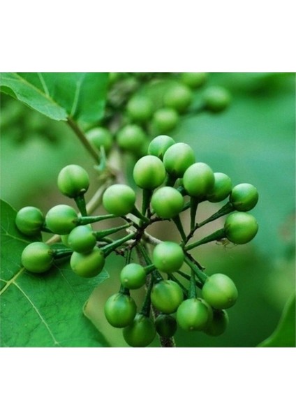 20 Adet Tohum Minik Bezelye Patlıcanı Tohumu Organik Tropikal Patlıcan Tohum Hediye Tohumludur fiyatları