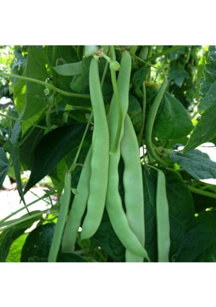 30 Adet Tohum Yerli Organik Taze Ayşe Kadın Fasülyesi Tohumu Sırık Fasulye Tohumu