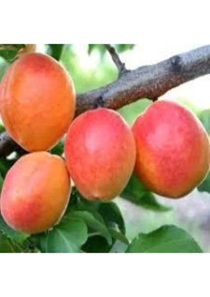 5 Adet Tohum Şekerpare Kayısı Bodur Bonsai Ağaç Tohumu Organik Sürpriz Hediye Tohum