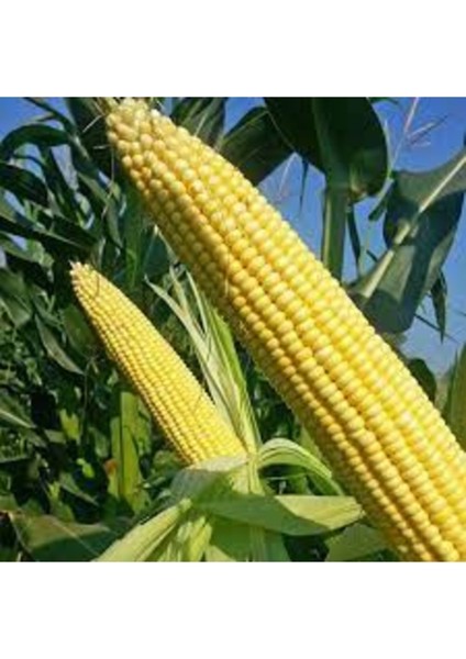 100 Adet Tohum Organik Malatya İri Taneli Mısır Tohumu Organik Doğal