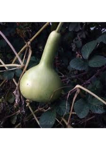 15 Adet Tohum Nadir Süs Su Kabağı Tohumu Kabak Tohumu Sürpriz Hediye Tohum