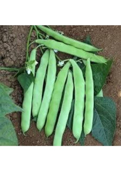 150 Adet Tohum Taze Kılçıksız Simbo Fasülye Tohumu Organik Yeni Fasulye Mahsul Tohum