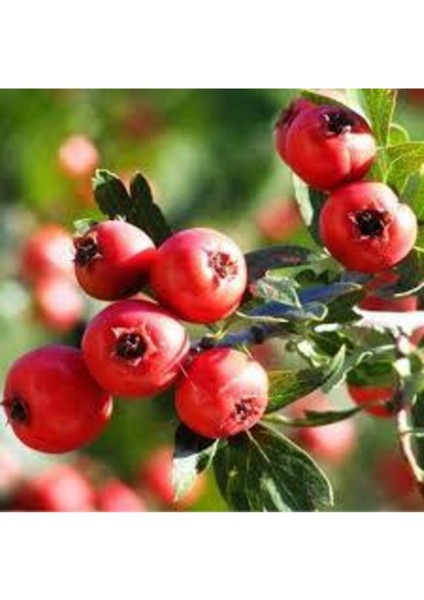 20 Adet Tohum Alıç Yabani Dağ Alıçı Her Derde Deva Alıç Tohumu Saksı Toprak Sürpriz Hediye Tohum