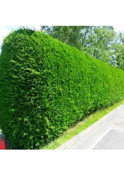 50 Adet Tohum Organik Hobi Bahçe Çit Mazı Tohumu Taze Hasat Tohum