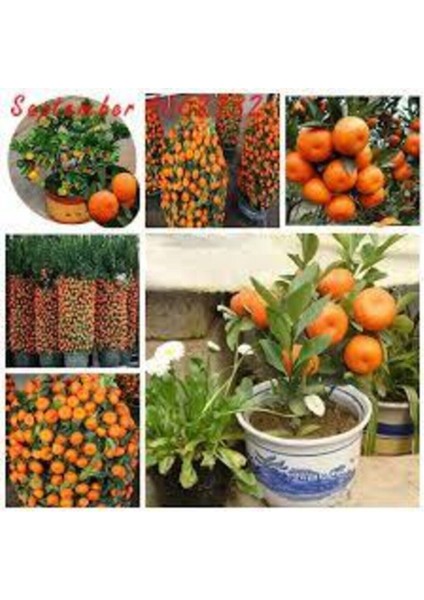 20 Adet Tohum Nadir Bodur Bonsai Mandalina Bonzai Ağacı Tohum Süpriz Hediye Bonsai Ağacı Tohum