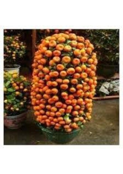 20 Adet Tohum Nadir Bodur Bonsai Mandalina Bonzai Ağacı Tohum Süpriz Hediye Bonsai Ağacı Tohum fiyatları