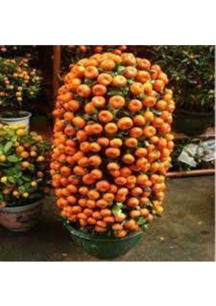 20 Adet Tohum Nadir Bodur Bonsai Mandalina Bonzai Ağacı Tohum Süpriz Hediye Bonsai Ağacı Tohum fırsatları