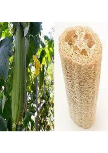 50 Adet Tohum Nadir Lif Kabağı Tohumu Organik Hobi Bahçe Tohumları Taze Yeni Hasat Tohum Saksı Topra