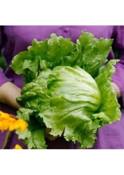 100 Adet Tohum Organik Yerli Köy Aysberk Aysberg Göbek Marul Tohumu Saksı Toprak